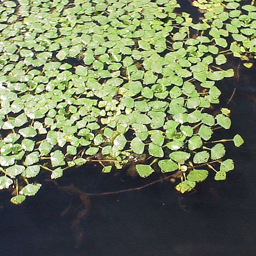 invasive plants portrait