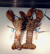 Long Island Sound lobsters